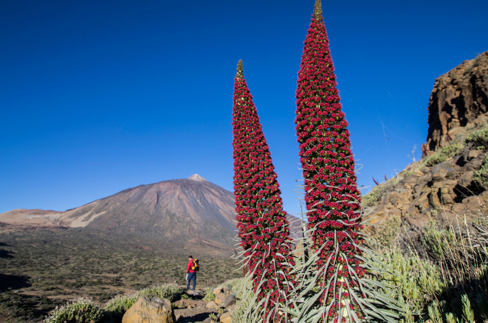 excursiones-tenerife-parque-nacional-el-teide-baobab-suites